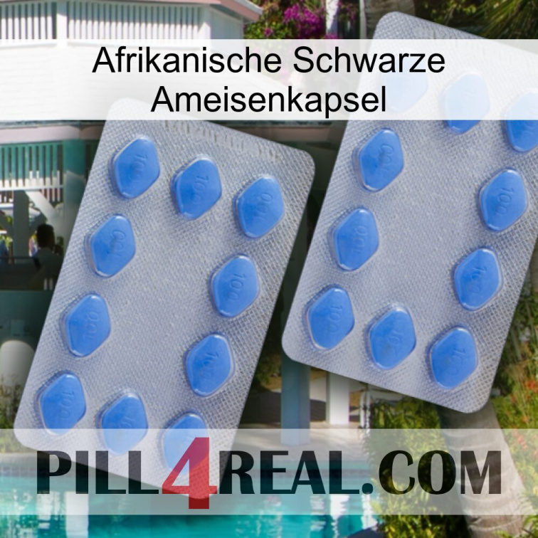 Africa Black Ant Capsule 20